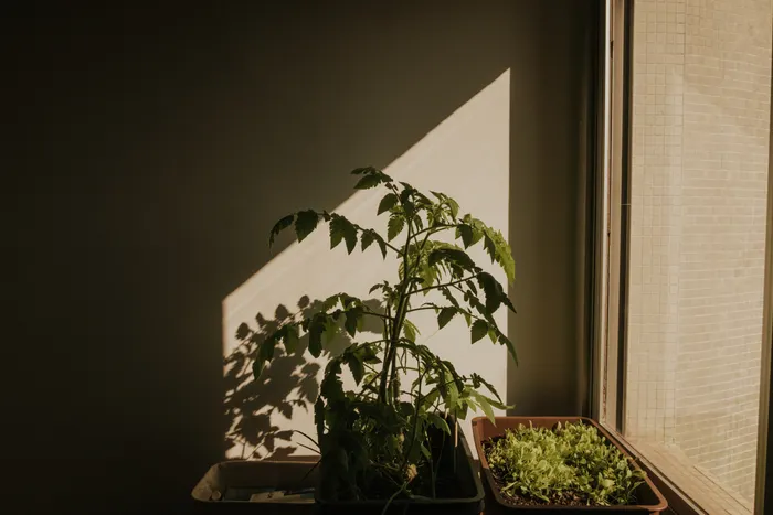 Balcony Vegetable Gardening for Busy Weekend Learners: Essentials