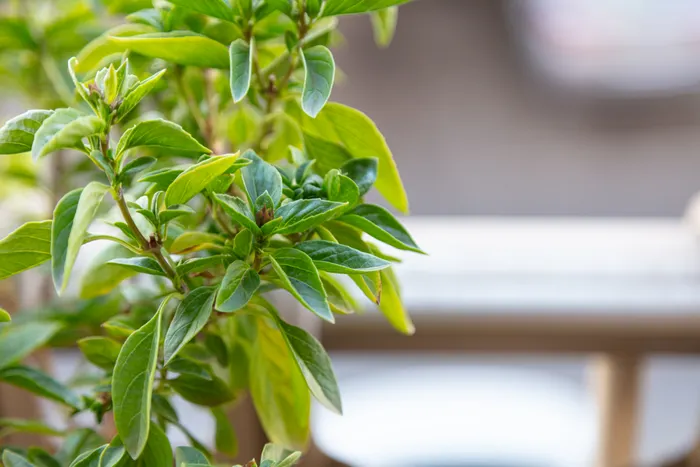 Planning Your First Balcony Vegetable Gardening Session