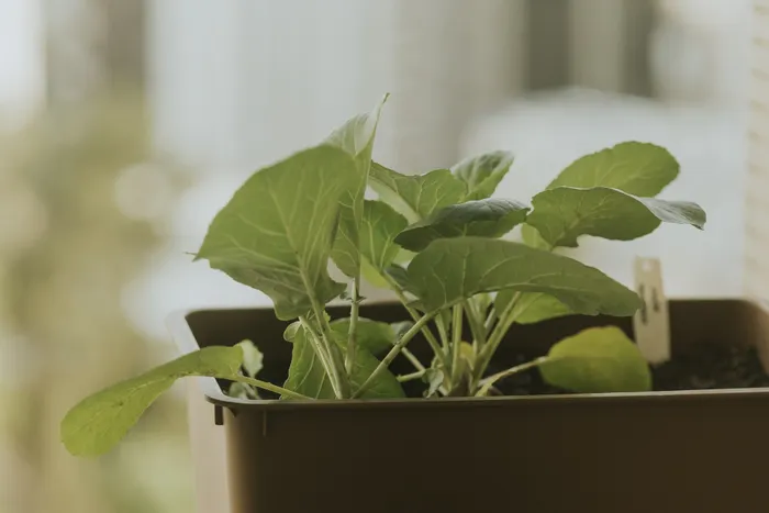 Recognizing When a Balcony Vegetable Gardening Plan Is Too Ambitious